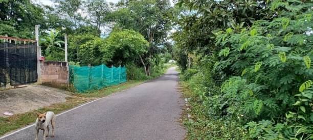 โซนแม่ริม ขายที่ดิน 3.9 ล้าน 2 ไร่ 42 ตรว. #ห้วยทราย #ติดถนน