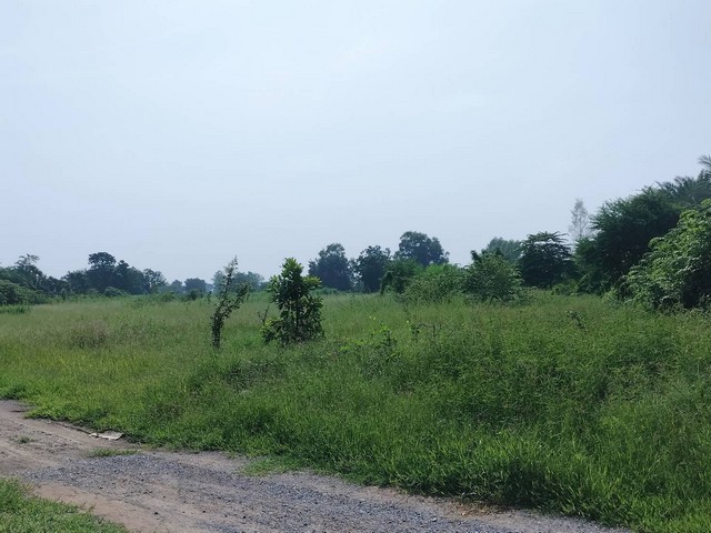 ขายที่ดินเปล่า 9 ไร่ ตำบลหนองปลิง  อำเภอเมือง  จังหวัดนครสวรรค์   ZK165