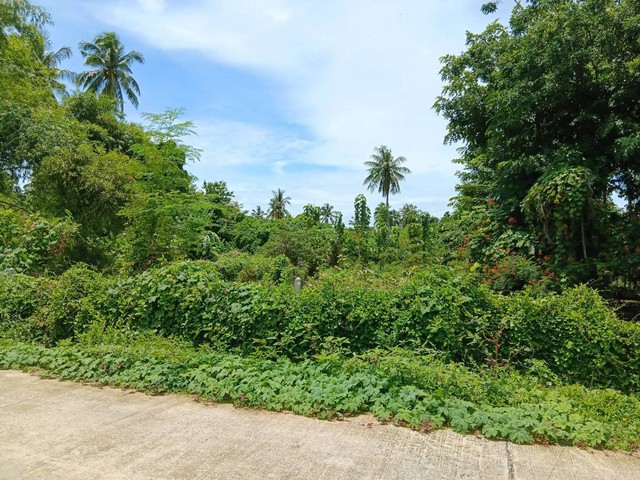 ขายที่ดิน 4  ไร่ ติดคลองบางแพ (วัดวังเย็น)  อ.บางแพ จ.ราชบุรี  ZW262