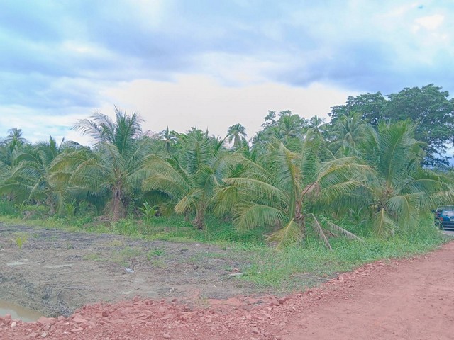 ขายที่ดิน พร้อมสวนมะพร้าว 10 - 1 - 92 ไร่ ติดถนนสองด้าน คลองขุดตากล่อม  อ.อัมพวา จ.สมุทรสงคราม  ZW251