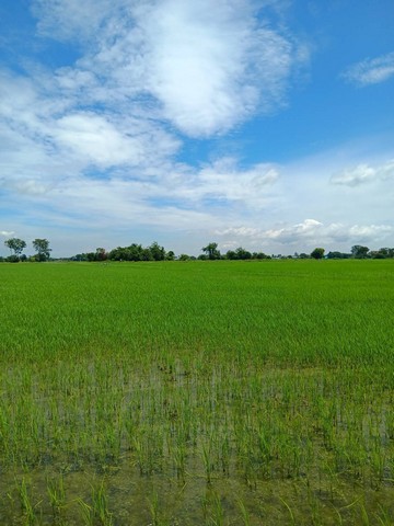 ขายที่ดิน 9-3-49 ไร่ วิวเขาอีโก้  ต.หนองชุมพล อ.เขาย้อย จ.เพชรบุรี  ZW250