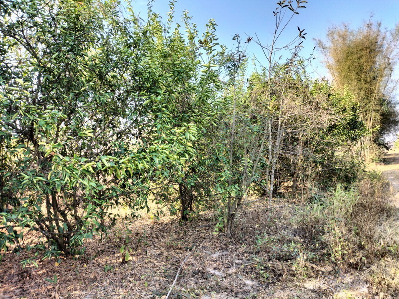 ขายที่ดิน 4-1-16.5ไร่ หน้ากว้าง 15 เมตร ลึก 471 เมตร ทำเลดี อยู่ในย่านชุมชน ติดถนนลาดยาง