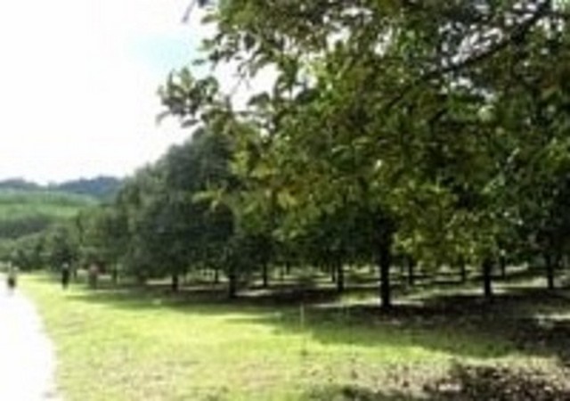 ขายสวนสวย ระนอง มังคุด+ยางพารา มีถนนคอนกรีตเข้าสวน  ต.บางแก้ว อ.ละอุ่น ระนอง Beautiful land for sale, #Ranong, #Mangosteen + #rubber + #Durian with the concrete road in the land.#inbox #ส่งข้อความ หรือ #call 0931388658 ได้เลยครับ ราคา 60 ลบ-ที่ดินรวม 312 ไร่ มังคุด และยางพาราเป็นหลัก เสริมด้วยทุเรียน ปาล์ม สะตอ-มีไฟฟ้า น้ำใช้ในสวนตลอดปี มีลำห้วยน้ำไหลทั้งปี-มีเครื่องสูบน้ำ และสปริงเกอร์ติดตั้งที่ต้นมังคุดและทุเรียน-ถนนในสวนเป็นถนนคอนกรี