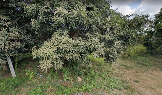 ขาย ที่ดินเปล่า ขนาด 13 ไร่ 2 งาน 37.2 ตารางวา ตั้งอยู่ที่ ต.พลูตาหลวง อ.สัตหีบ ชลบุรี พื้นที่กว้างขวาง  เหมาะกับการทำธุรกิจหรือที่อยู่อาศัย เป็นพื้นที่สีเหลือง (ชุมชนหนาแน่นน้อย) อยู่ในแหล่งชุมชน ใกล้หมู่บ้านสามัคคี35 ติดหลังวัดรังสีสุนทรและใกล้คลังสินค้าMarubeni-Itochu สะดวกต่อการเดินทาง ใกล้ถนนสุขุมวิท ห่างจากร้านสะดวกซื้อไม่ไกล ใกล้ทะเล สนใจติดต่อสอบถามได้ค่ะราย