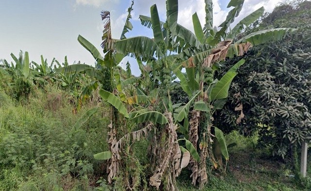 ขาย ที่ดินเปล่า 13 ไร่ 237.2 ตร.วา ต.พลูตาหลวง อ.สัตหีบ ชลบุรี ที่ดินสวย รายละเอียดทรัพย์