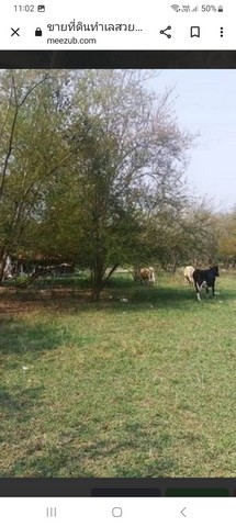 ขายที่ดินขนาด 62 ไร่ 3 งาน 28 ตารางวาอำเภอปากช่อง จังหวัดนครราชสีมา