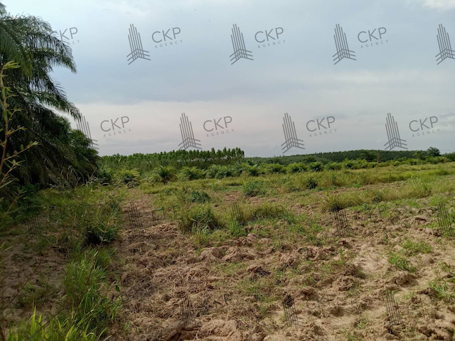 ขาย ที่ดินเปล่าติดถนน มีต้นปาล์มในพื้นที่ ขนาด 22 ไร่ 235.8 ตร.วา. ต.คู้ยายหมี อ.สนามชัยเขต ฉะเชิงเทรา ติดต่อสอบถามได้ค่ะการเดินทาง- ถนนองค์การบริหารส่วนจังหวัด  220 เมตร- ถนนหมายเลข 3003  1.8 กิโลเมตรรายละเอียด (Description)- ขนาด 22 ไร่ 2 งาน 35.8 ตร.วา- หน้ากว้าง 150 เมตร- ลึก 293 เมตรสถานที่ใกล้เคียง- สำนักงานเทศบาลตำบลสนามชัยเขต  2.4 กิโลเมตร- ศูนย์อนามัยชุมชนโรงพยาบาลสนามชัยเขต  3.3 กิโลเมตร- ส