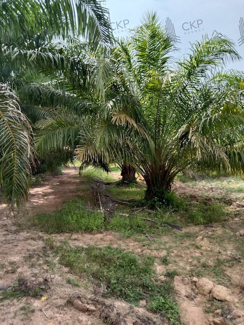 ขาย ที่ดินเปล่าติดถนน มีต้นปาล์มในพื้นที่ ขนาด 22 ไร่ 235.8 ตร.วา. ต.คู้ยายหมี อ.สนามชัยเขต ฉะเชิงเทรา