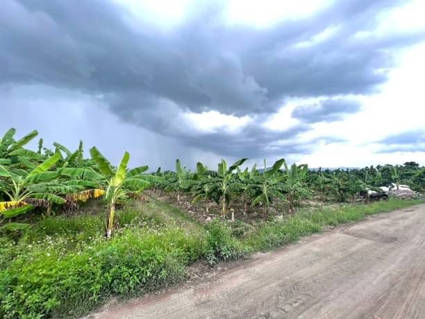 ซื้อ​เก็งกำไร​ซื้อ​เก็บได้หมด​ค่ะ โซนแม่แตง 1.49 ล.เท่านั้น 2-52 ตรว. แม่หอพระ ติดถนนใหญ่ เหมาะสำหรับทำบ้านพักต่างอากาศหรือปล่อยเช่ารายปี