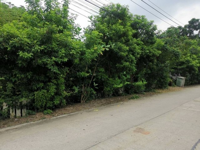 ที่ดิน 2 ไร่กว่า ซ.บางขนุน5 (ซ.ตาหยัด) ห่างถ.ราชพฤกษ์ 1.6 กม. จ.นนทบุรี 28 ล้านบาท