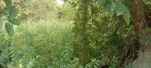 ขายที่ดิน 210 ตรว. ติดถนนราชบุรี-เพชรบุรี  ต.ดอนทราย อ.ปากท่อ จ.ราชบุรี   ZW268