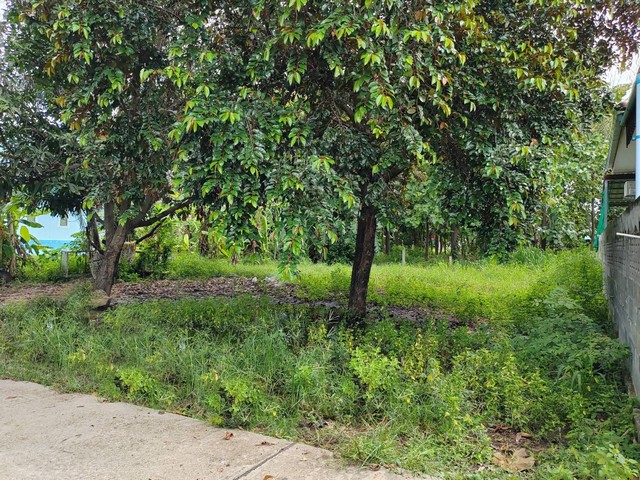 ขายที่ดิน 97 ตารางวา เขตชุมชน ต.บ้านโพธิ์ อ.เมือง จ.นครราชสีมา   ZE539