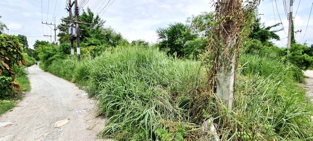 ที่ดิน - ขนาดเท่ากับ 50 ตาราง.วา  550000 บาท. ราคาถูกกว่าตลาด ชลบุรี