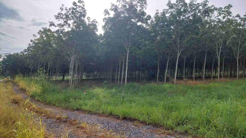 ขายที่ดิน สวนยาง โฉนดเลขที่ 39823  6 ไร่ 40 ตารางวา โฉนดตราครุฑ อ.ปลวกแดง จ.ระยอง