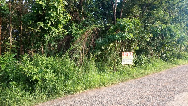 ขายที่ดิน 8-0-16 ไร่ พร้อมต้นสัก ใกล้วัดบ้านหนองกุงพัฒนา อ.เมือง จ.หนองบัวลำภู    ZP061