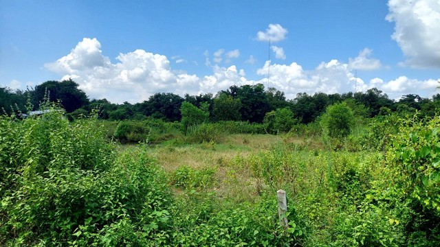 ขายที่ดิน 1 ไร่ ตรงข้ามศาลาชุมชนเนินหงส์ทอง  หลังโรงเรียนเซนต์ปอลหนองคาย อ.เมือง จ.หนองคาย  ZP070