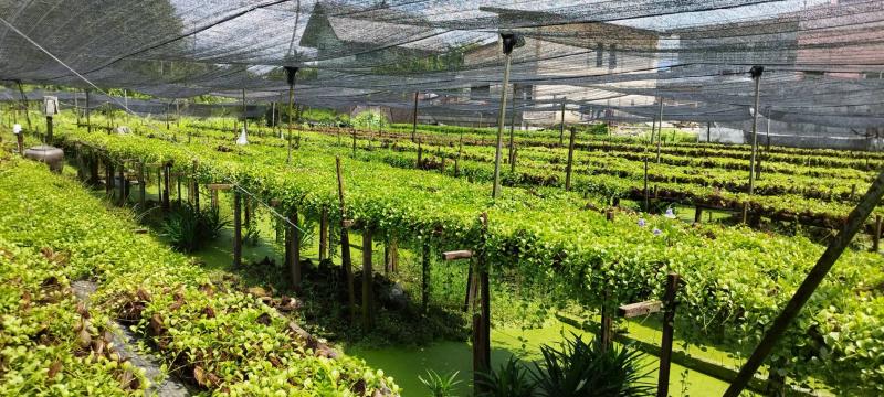 ขายที่ดินพุทธบูชา 39 ช่วงต้น 4 ไร่ 11 ตารางวา เชื่อมต่อสุขสวัสดิ์ ประชาอุทิศได้