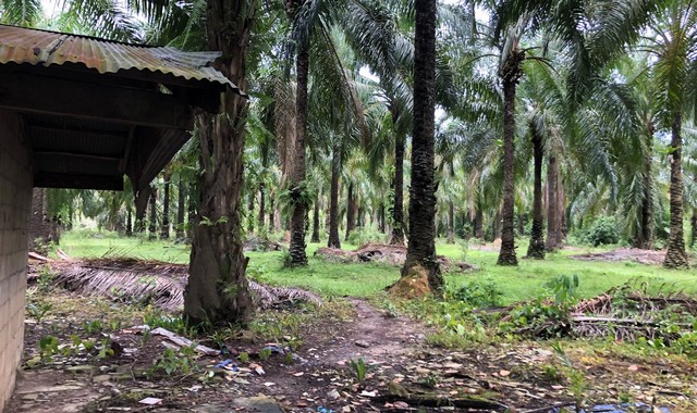 ขายที่ดินว่างเปล่าใกล้ โรงพยาบาลท่าชนะ อำเภอท่าชนะ จังหวัดสุราษฎร์ธานี PKK01-10447