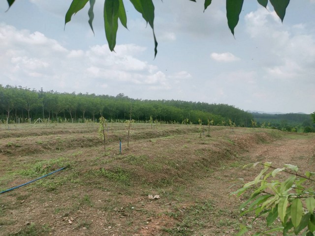 ขายสวนทุเรียน 8 ไร่ไร่ละ 850,000 บาท เขตชำฆ้อ จ.ระยอง