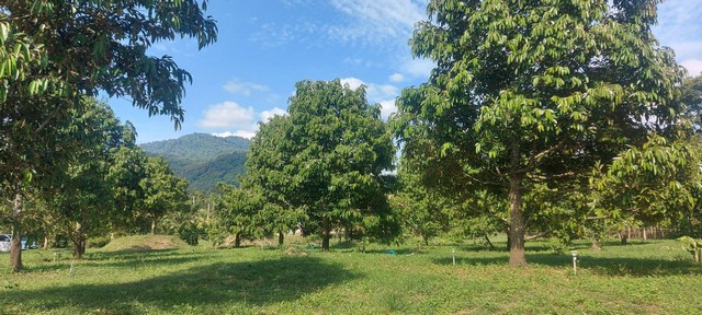 CK039ขายสวนทุเรียน8ปีให้ผลผลิตเต็มที่ วิวเขาสวยมาก เขตบ้านค่าย จ.ระยองเนื้อที่ 3ไร่ 36 ตารางวา ลดราคาจากไร่ละ 1.45 ล้านต้องการขายด่วนราคาขาย ไร่ละ 1.38 ล้าน ฟรีโอนพร้อมบ่อน้ำ ติดถนนคอนกรีต ทุเรียนพร้อมให้ผลผลิตออกดอก 50 ต้นที่ตั้ง เทศบาลซากบก -บึงต้นชัน บ้านค่าย จ.ระยองสนใจสอบถาม0618192224  คุณขิง0958134978  คุณต่อ