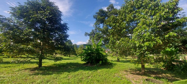 ขายสวนทุเรียน8ปีให้ผลผลิตเต็มที่ วิวเขาสวยมาก เขตบ้านค่าย จ.ระยอง