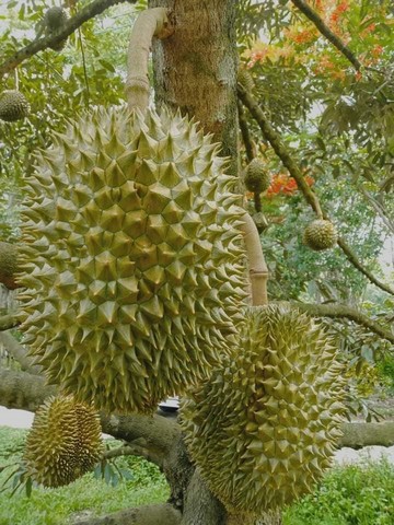 สวนทุเรียน1ไร่ให้ผลผลิตเต็มที่ติดถนนคอนกรีตติดลำห้วยใกล้สี่เลนหนองพะวาบ้านค่าย ระยอง