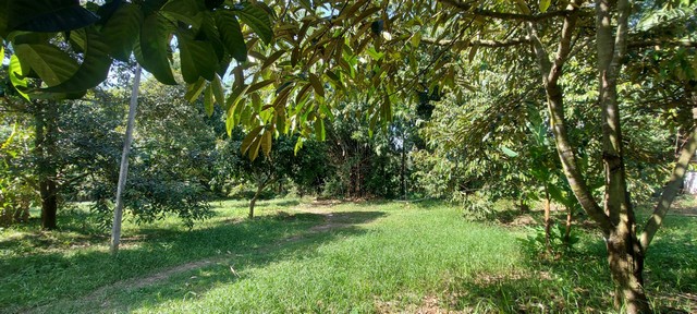 สวนทุเรียน1ไร่ให้ผลผลิตเต็มที่ติดถนนคอนกรีตติดลำห้วยใกล้สี่เลนหนองพะวาบ้านค่าย ระยอง