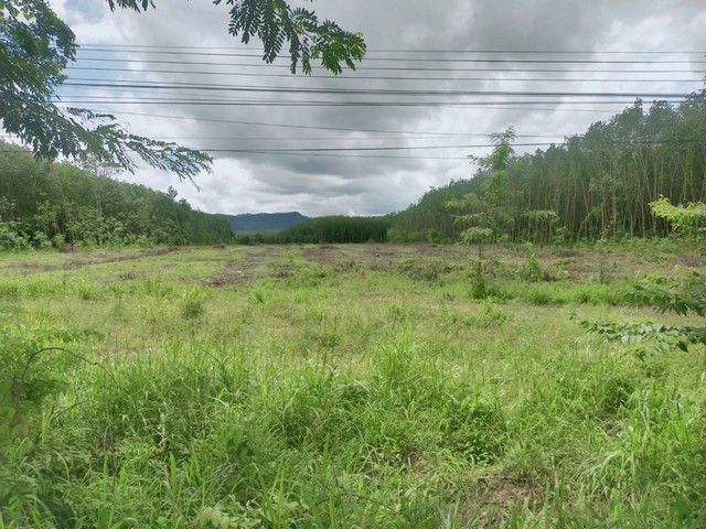 vายที่ดินติดถนนหลักสายบ้านบึง-แกลง(344) เขตพลงตาเอี่ยม วังจันทร์ จ.ระยอง