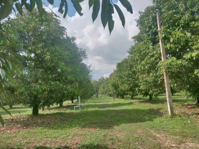 CK040ขายสวนทุเรียนสวยให้ผลผลิตเต้มที่พร้อมบ้านพัก2หลังเขตห้วยยาง อ.แกลง ระยองทุเรียนให้ผลผลิตเต็มพื้นที่ 200 กว่าต้นต้นทุเรียนสวยและสมบูรณ์มาก อายุ 9 ปีติดถนนลาดยาง ล้อมรั้วขอบชิด มีสระน้ำ เจาะบาดาล เพียงพอกับความต้องการแน่นอนระบบน้ำ ระบบไฟครบถ้วนอยู่ในเขตชุมชน เนื้อที่ 12 ไร่ ขาย เหมาๆ 21 ล้านพิกัด ห้วยยาง อ.แกลง จ.ระยองห่างจากวัดเนินหย่อง 3 กม.ห่างจากถนนสุขุ