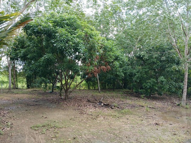 ขายที่ดินสวยสวนผลไม้สวนสักทอง และสวนยางพารา พร้อมเก็บเกี่ยวผลผลิต ที่ ต.ทรายขาว อ.สอยดาว จันทบุรี