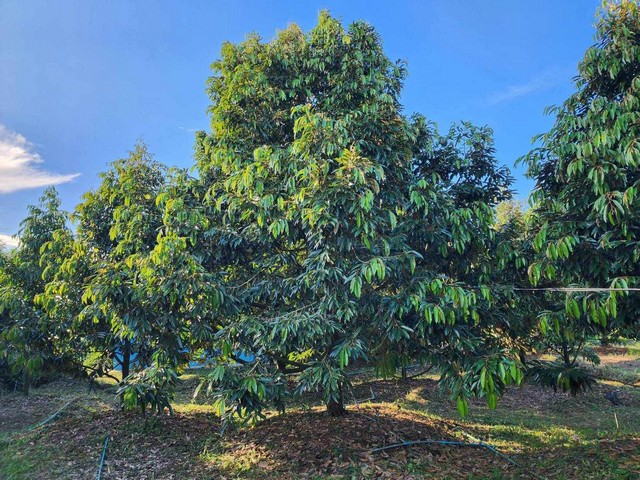 บ้านสวนทุเรียนสร้างใหม่สองหลังราคา3ล้านเท่านั้น เขตชุมนุมสูง จ.ระยอง