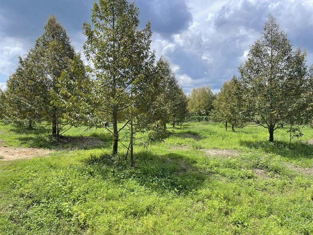 Vายสวนทุเรียนให้ผลผลิตแล้ว ด้านท้ายติดคลอง ไร่ละ8แสน5 เขต วังจันทร์ ระยอง