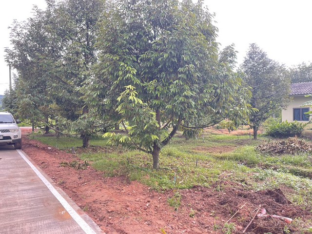 ขายสวนทุเรียนแปลงเล็กพร้อมให้ผลผลิตมาแล้วจร้าราคา 1.89 ล้านเท่านั้น วังหว้า จ.ระยอง