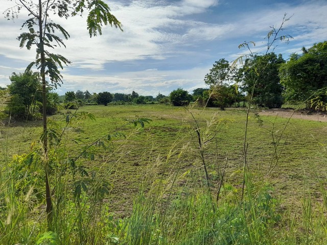 ขายที่ดินเปล่า 13-2-40  ไร่ ใกล้วัดดอนใหญ่ ต.หนองมะโมง  อ.หนองมะโมง  ชัยนาท   ZK174