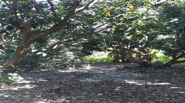 ขายที่ดินสวนลำไยพร้อมสิ่งปลูกสร้าง อ.ดอยหล่อ จ.เชียงใหม่