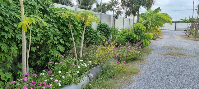 ขายที่ดินสวย 1-1-29ไร่ ถ.สวนส้ม ชัยมงคล สมุทรสาคร พร้อมบ้านสวนสไตล์รีสอร์ท    ZW295