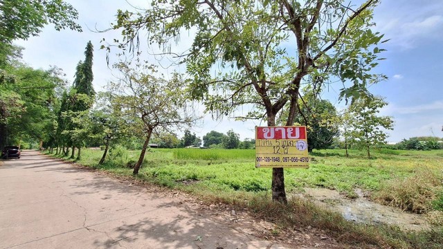 ขายด่วนที่ดิน 12 ไร่ ติดถ.มะลิวรรณ ใกล้ตลาดสดเทศบาลหนองแก  ต.นาเพียง อ.ชุมแพ ขอนแก่น   ZE556