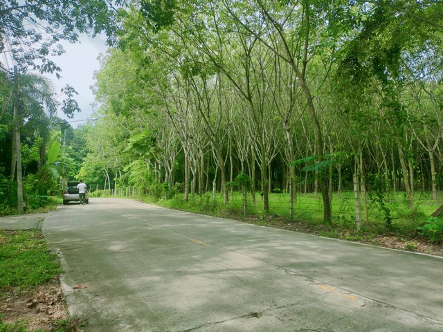 ขายที่ดินสวนยางใกล้แยกทับมา เหมาะทำบ้านจัดสรร 9 ไร่ไร่ละ 2.8 ล้าน