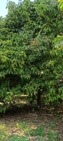 ที่ดินสวนมังคุด ใกล้สถานีรถไฟรางคู่ อ.ขลุง จ.จันทบุรี