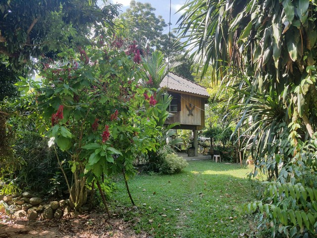 ขายที่ดินติดลำธาร แถมบ้านสวน พร้อม บ่อปลา แปลงผัก และผลไม้ อ.ฝาง จ.เชียงใหม่