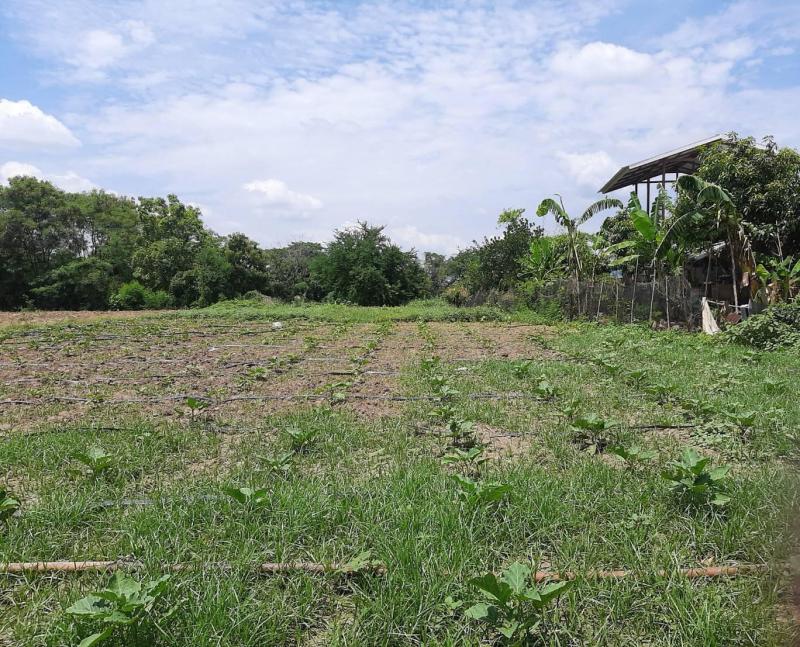 ขายที่ดินติดถนนหลัก 2 ไร่ 10 ตรว. ต.สำพะเนียง อ.บ้านแพรก จ.อยุธยา