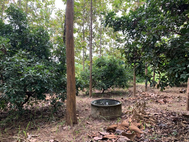 ขายที่ดินสวนลำใยและต้นสัก  เนื้อที่ 3-0-83.9 ไร่ ใกล้วิทยาลัยเทคนิคปัว  จ.น่าน บรรยากาศดี เงียบสงบ วิวธรรมชาติ  ZN579