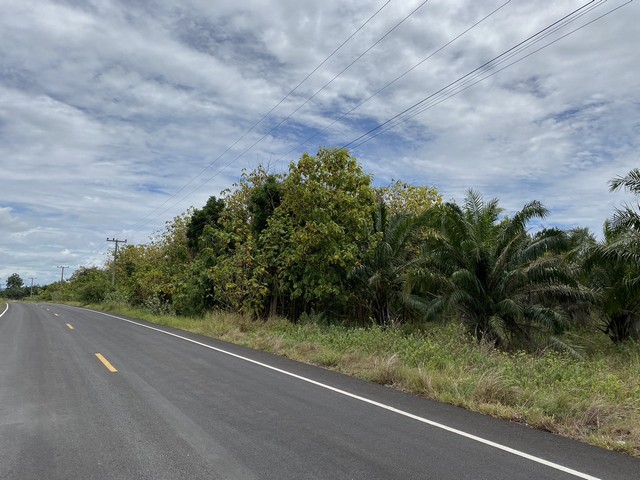 ขายสวนปาล์ม 184-3-35 ไร่ บ.สุขเดือนห้า อ.เนินขาม จ.ชัยนาท