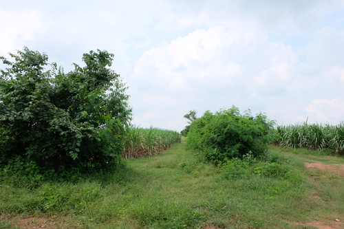 C25474 ที่ดินเปล่า เนื้อที่ 55 ไร่ 14 ตรว. มีทางสาธารณประโยชน์รอบพื้นที่ที่ดินเป็นรูปสี่เหลี่ยมอยู่ตำบลหนองกวาง อำเภอโพธาราม  ไม่ห่างจากถนนเส้นหลัก เดินทางสะดวกเหมาะกับการทำฟาร์ม หรือ ตั้งโรงงาน***  ราคา 17,060,850 บาท ***สนใจนัดหมายดูสถานที่ได้ พร้อมดูแลด้านสินเชื่อให้ท่านฟรีติดต่อพูดคุย  กศิมัส  (นัท)  Tel:  093-446-4222  Line: Nutt546  Facebook : https://www.facebook.com/Deenutt.TRealty  One Estate (Thailand) Co.,Ltd.เรียลตี้วัน ศูนย์บริการร