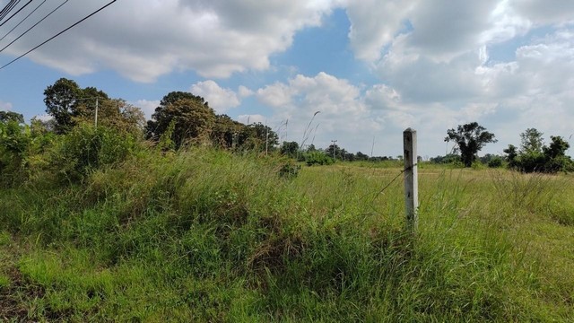 ขายด่วนที่ดินทำเลทอง 35-3-80 ไร่ ติดถนน 2 ด้าน ที่ถมแล้ว  ต.หนองคู อ.ลำปลายมาศ   จ.บุรีรัมย์  ZE567