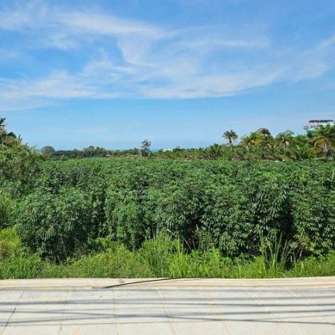 ขายที่ดินแปลงสวย 19 ไร่ 2 งาน ทำเลดี เดินทางสะดวก ต.นาจอมเทียน อ.สัตหีบ จ.ชลบุรี