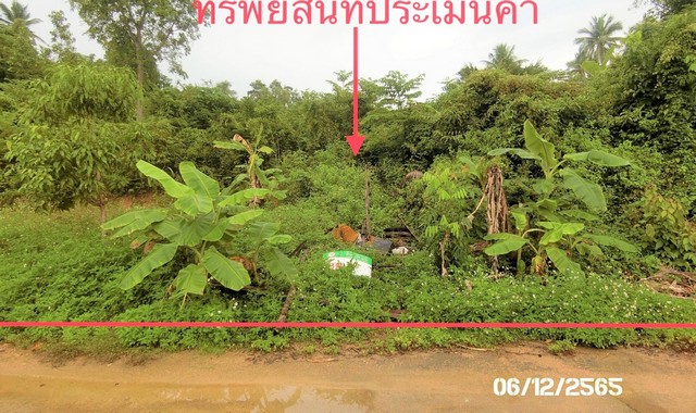   รายละเอียดเพิ่มเติม Code ID : PKK01-11511  ราคาขาย  15,722,100 บาท- ขนาดพื้นที่ :  3-3-19.00 ไร่ พิกัดทรัพย์ : https://maps.app.goo.gl/9dZdMhjR4BSkSVP37  สถานที่ใกล้เคียง- ใกล้ตลาดสีฟ้า - ใกล้โลตัส โกเฟรช สาขาตลาดศรีฟ้า สมุย - ใกล้โรงพยาบาลส่งเสริมสุขภาพตำบลลิปะน้อย  - ใกล้ตลาดบุญดี สอบถามเพิ่มเติม/นัดชมโทร. 097-419-5982(พลอย)โทร. 096-932-4624(ออมสิน)Line : @panaya (มี@ด้านหน้า)ปรึกษาสินเชื่อฟรี One Stop Service ดูแลตั้งแต่ต้นจนจบบริษัท ปณยาคิดดี จำกัด 