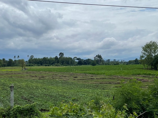 ขายที่ดินแปลงงาม       :                 แม่สอด ตาก