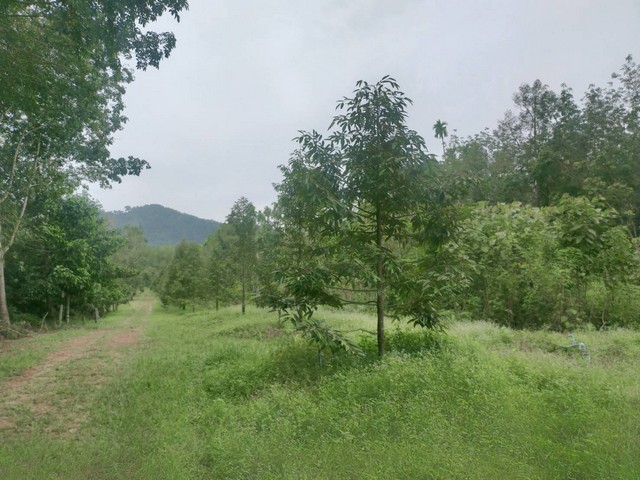 ขายสวนทุเรียนให้ผลผลิตแล้ว หน้าติดถนนลาดยางหลังวิวภูเขา เขตเมืองระยอง