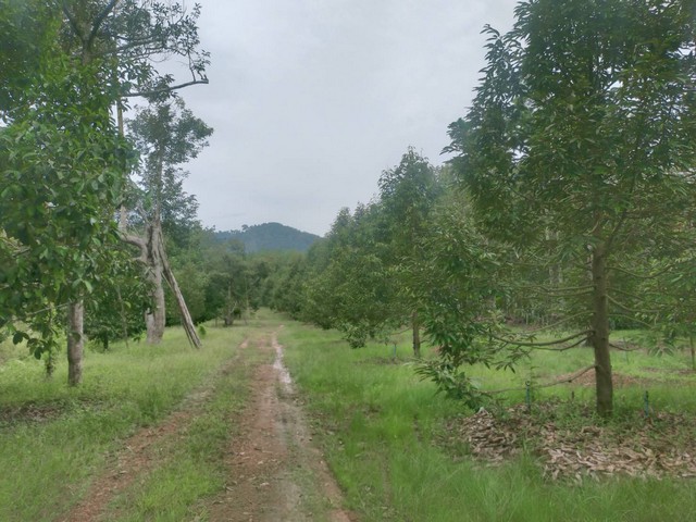 ขายสวนทุเรียนให้ผลผลิตแล้ว หน้าติดถนนลาดยางหลังวิวภูเขา เขตเมืองระยอง